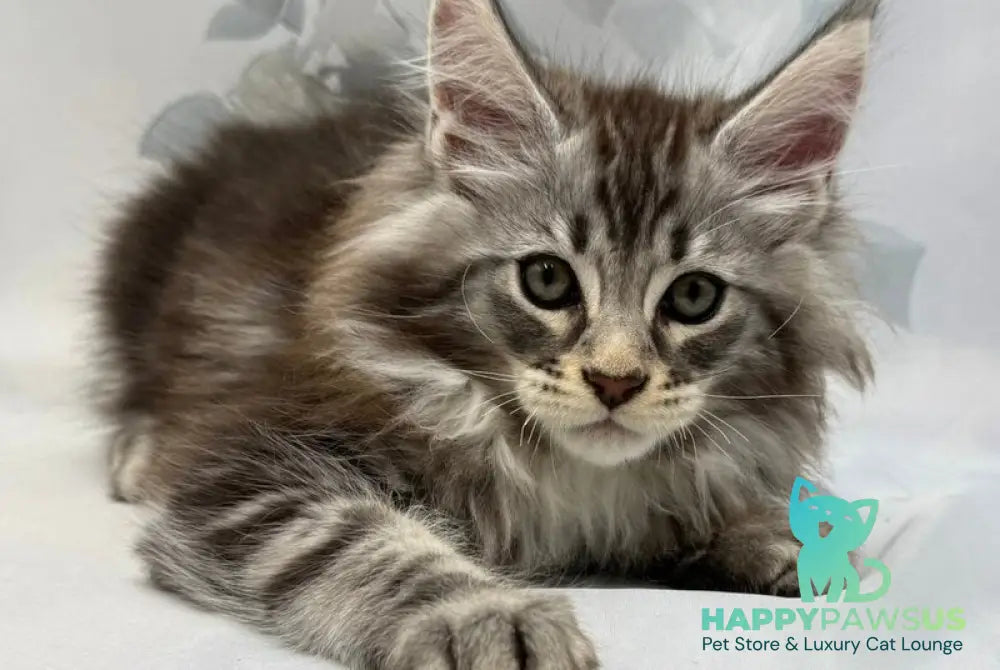 Persi Maine Coon male black silver tabby - live animals
