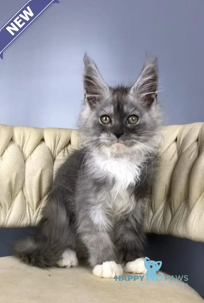 Persia Maine Coon female black silver bicolour live animals