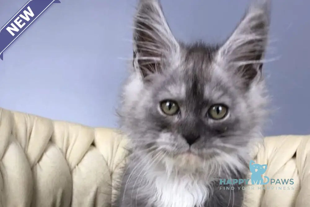 Persia Maine Coon female black silver bicolour live animals