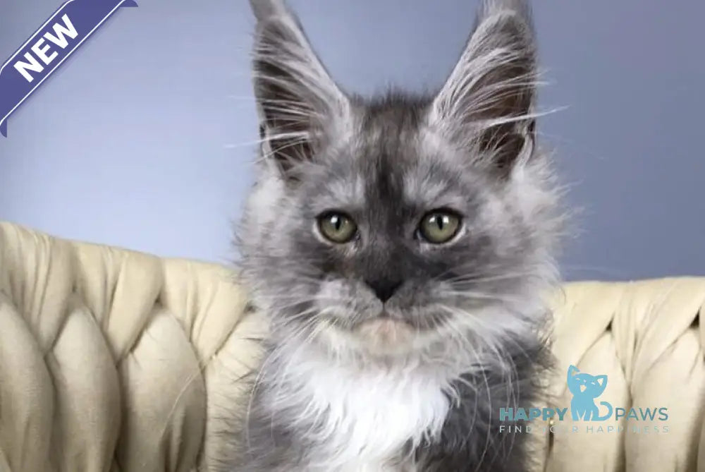 Persia Maine Coon female black silver bicolour live animals