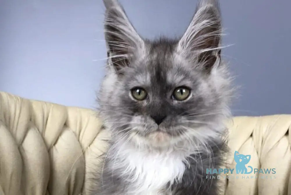 Persia Maine Coon female black silver bicolour live animals
