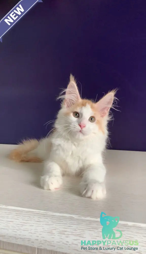 Persia Maine Coon female red silver bicolour - live animals