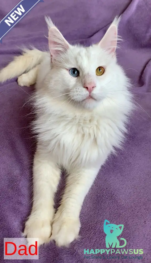 Persia Maine Coon female red silver bicolour - live animals