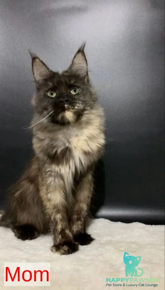 Persia Maine Coon female red silver bicolour - live animals