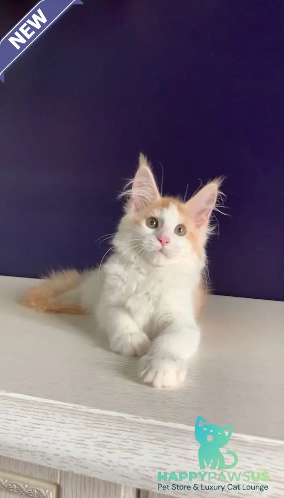 Persia Maine Coon female red silver bicolour - live animals