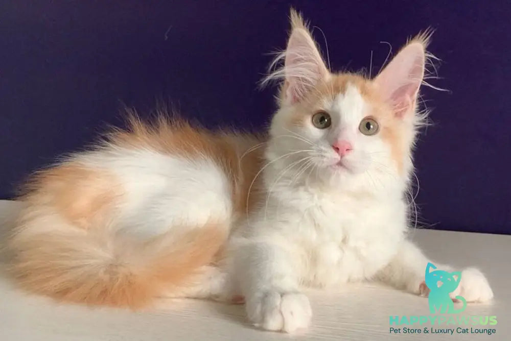 Persia Maine Coon female red silver bicolour - live animals