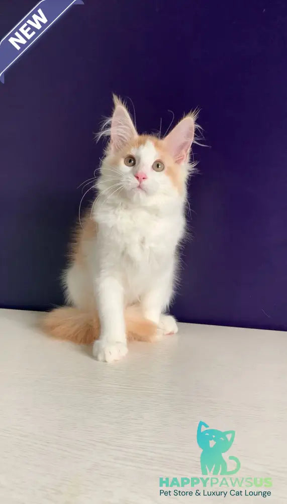 Persia Maine Coon female red silver bicolour - live animals