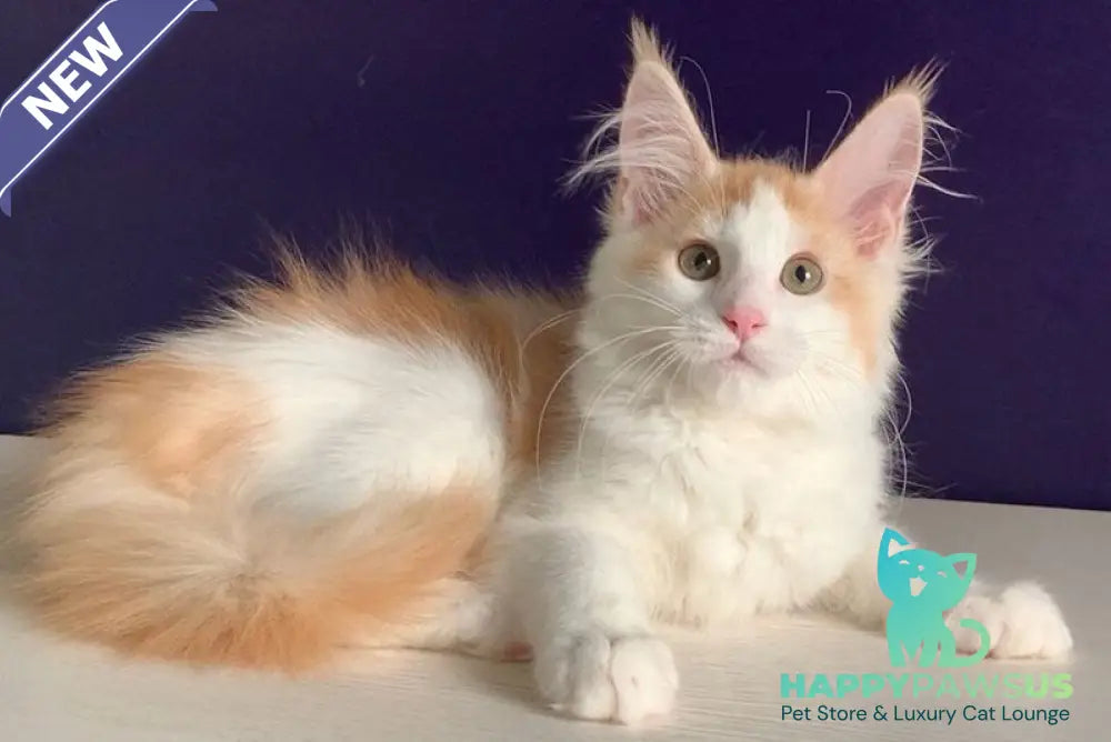 Persia Maine Coon female red silver bicolour - live animals