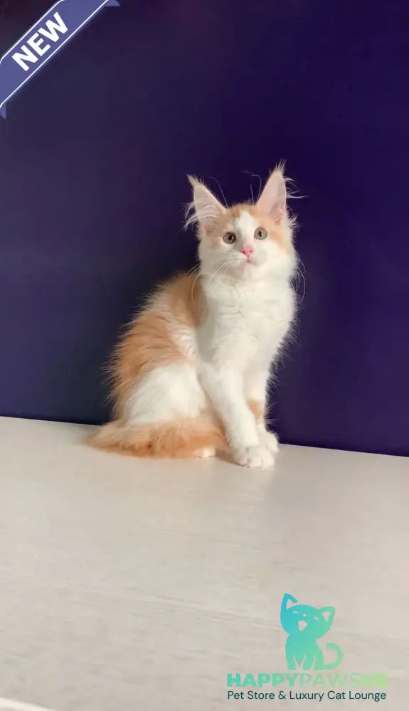 Persia Maine Coon female red silver bicolour - live animals