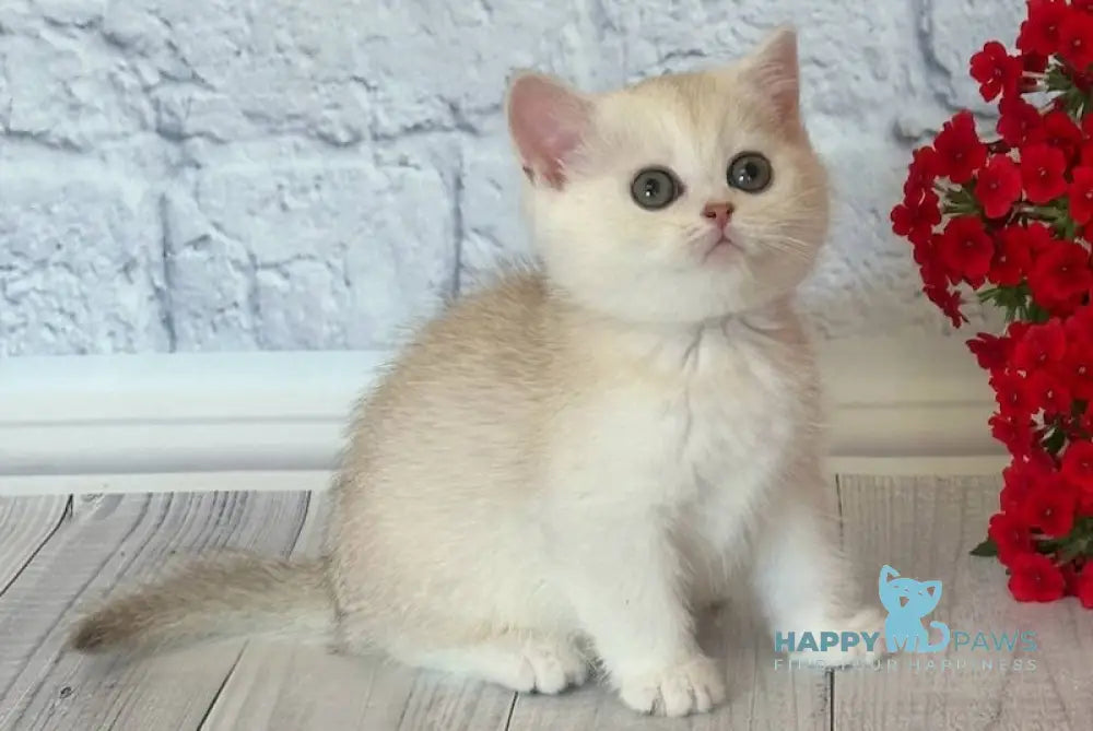 Persy British Shorthair female chocolate silver chinchilla live animals