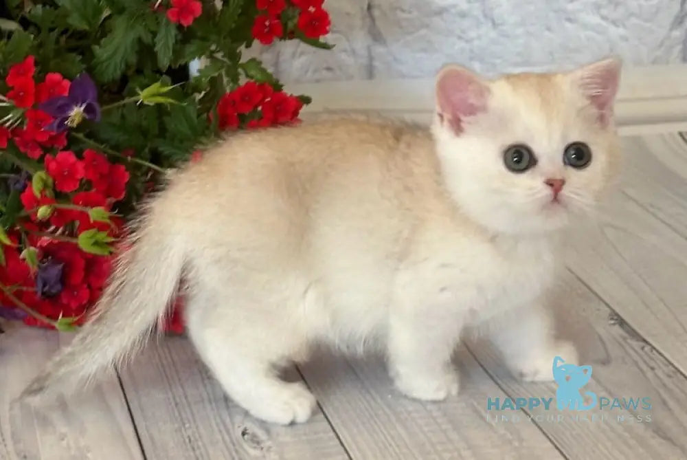 Persy British Shorthair female chocolate silver chinchilla live animals