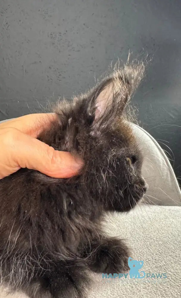 Pesnia Maine Coon female black live animals