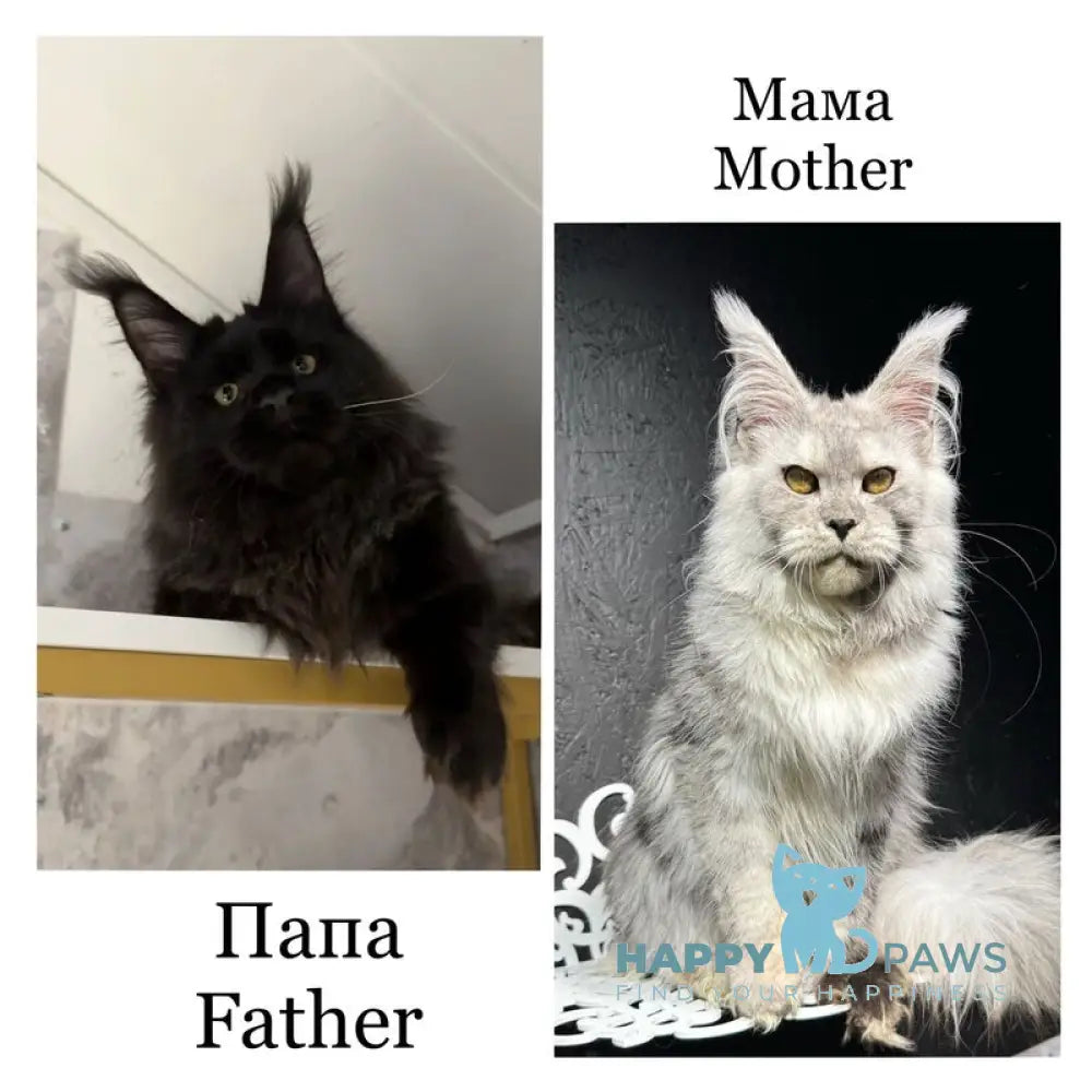 Pesnia Maine Coon female black live animals
