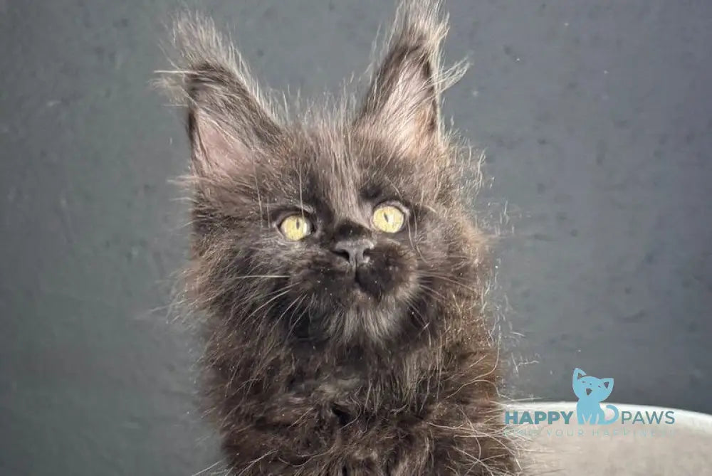 Pesnia Maine Coon female black live animals