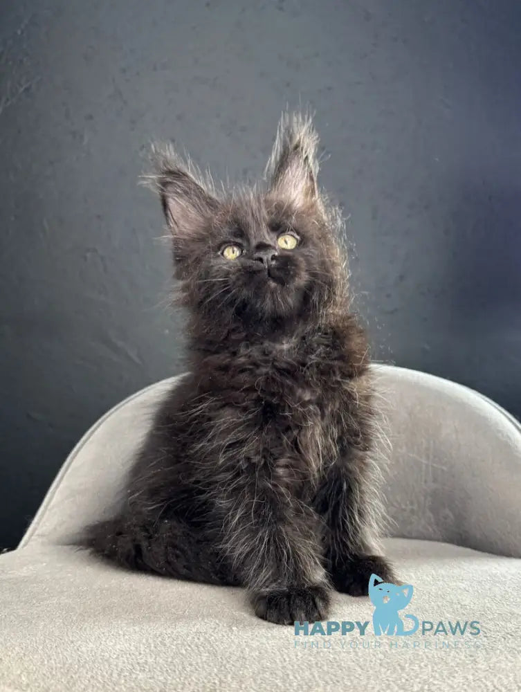 Pesnia Maine Coon female black live animals