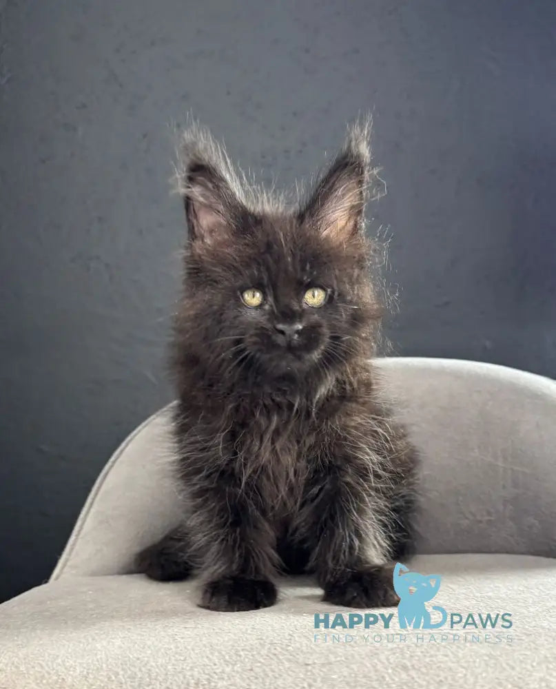 Pesnia Maine Coon female black live animals
