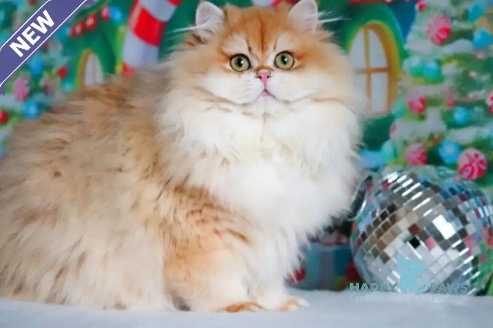 Peter British Longhair male black golden shaded live animals