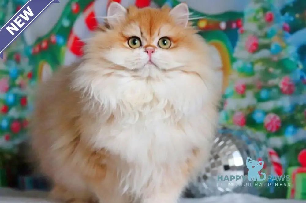 Peter British Longhair male black golden shaded live animals