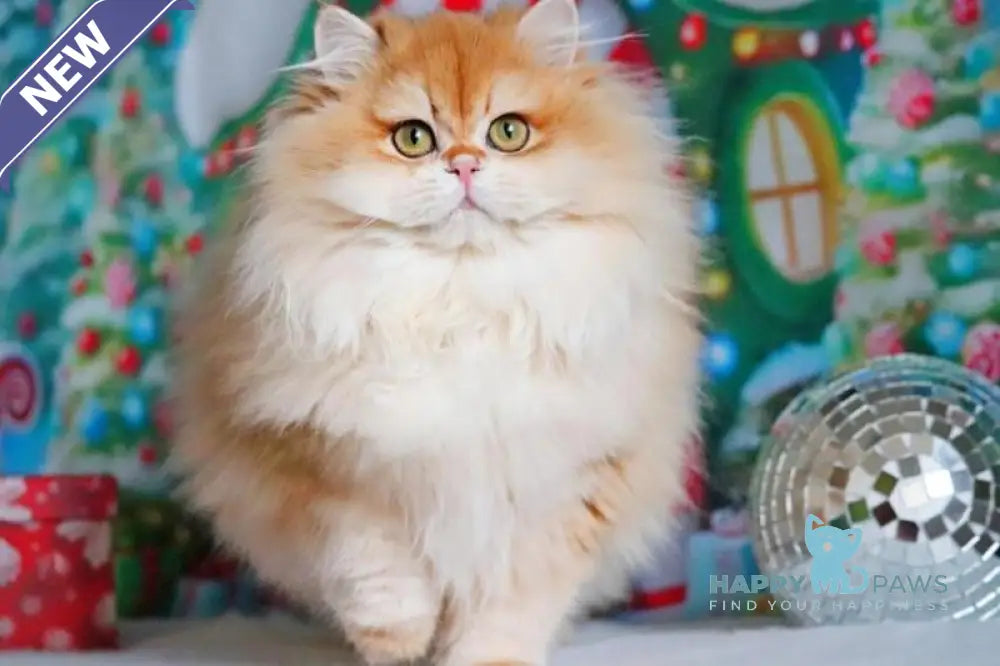 Peter British Longhair male black golden shaded live animals