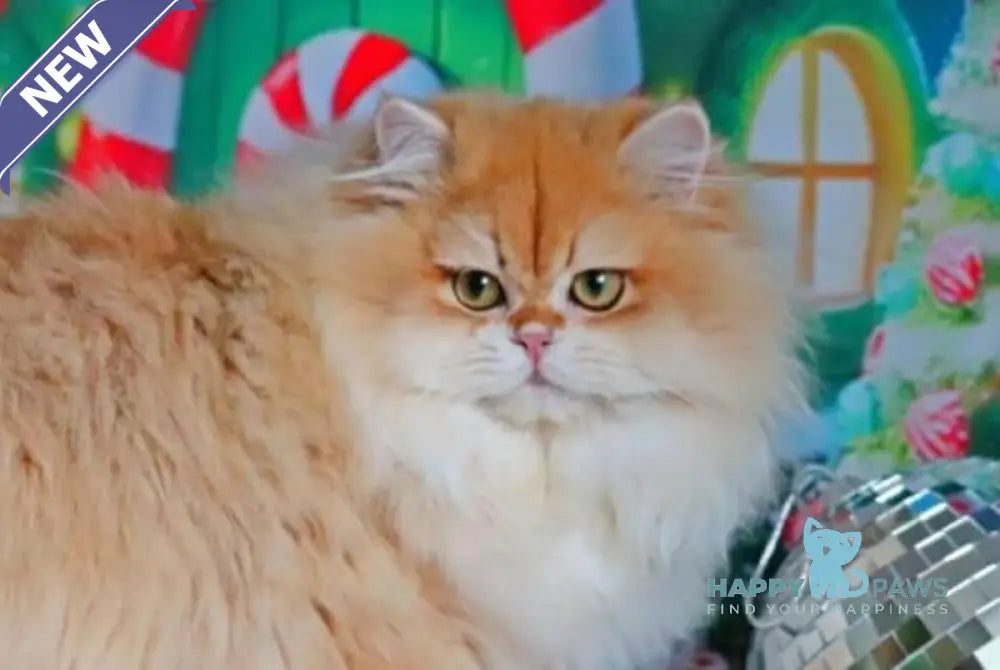 Peter British Longhair male black golden shaded live animals