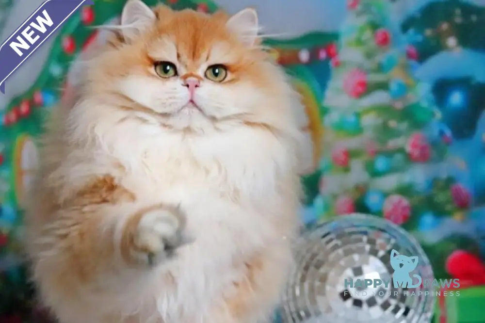 Peter British Longhair male black golden shaded live animals