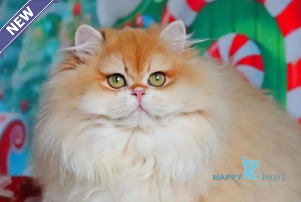 Peter British Longhair male black golden shaded live animals