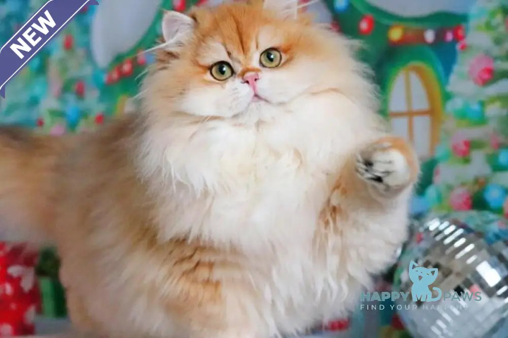 Peter British Longhair male black golden shaded live animals