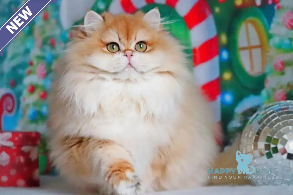 Peter British Longhair male black golden shaded live animals