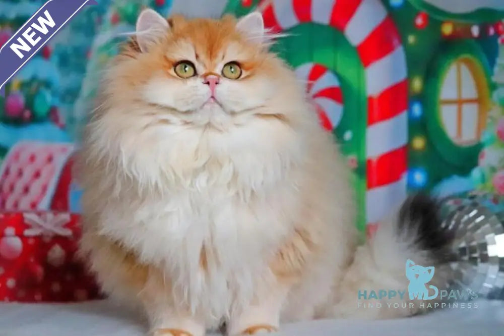 Peter British Longhair male black golden shaded live animals