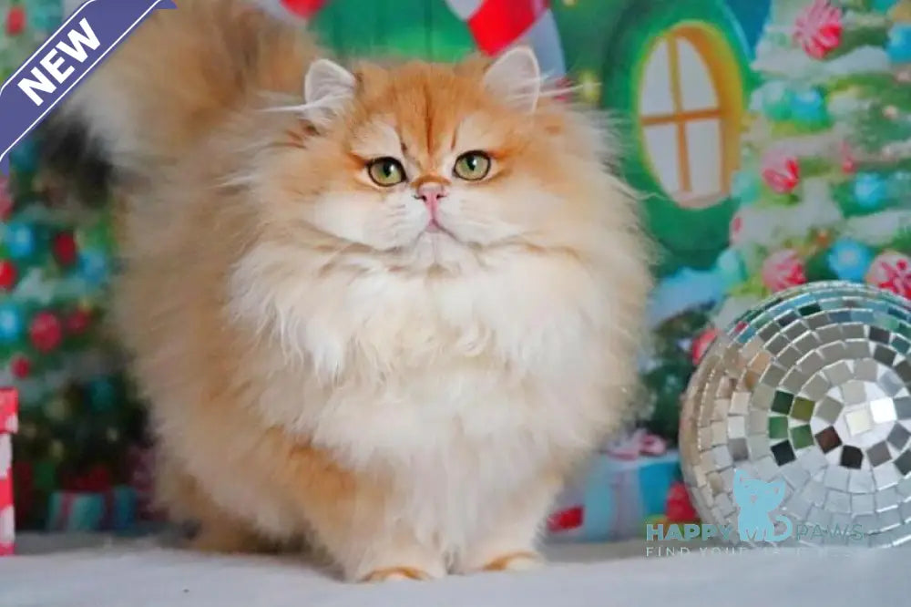 Peter British Longhair male black golden shaded live animals