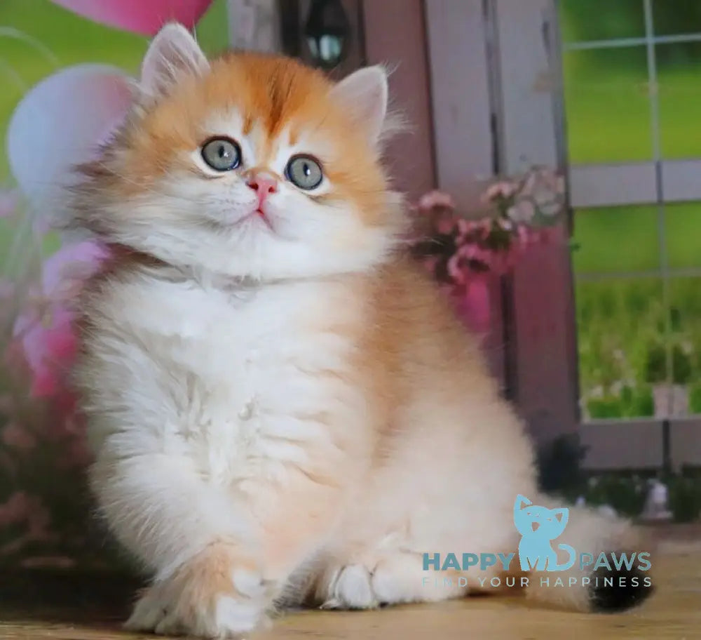 Peter British Shorthair male black golden shaded live animals