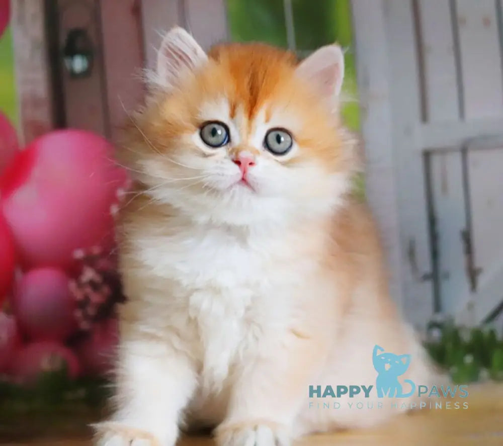 Peter British Shorthair male black golden shaded live animals