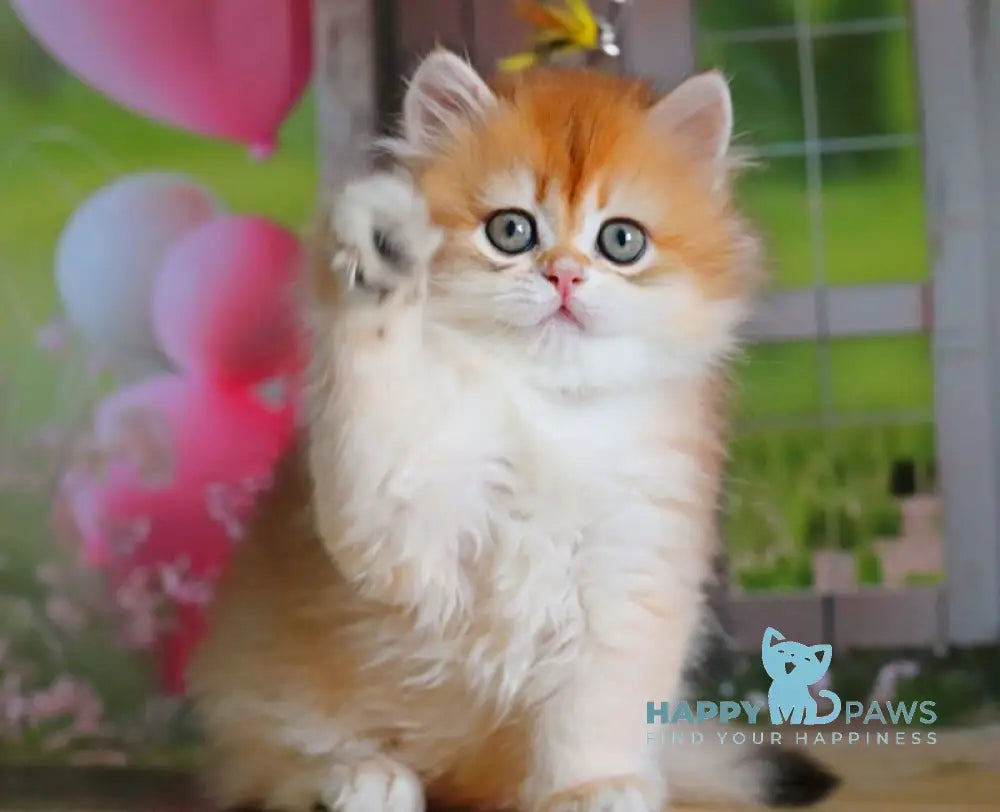 Peter British Shorthair male black golden shaded live animals