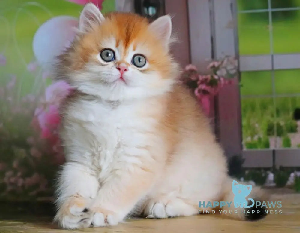 Peter British Shorthair male black golden shaded live animals