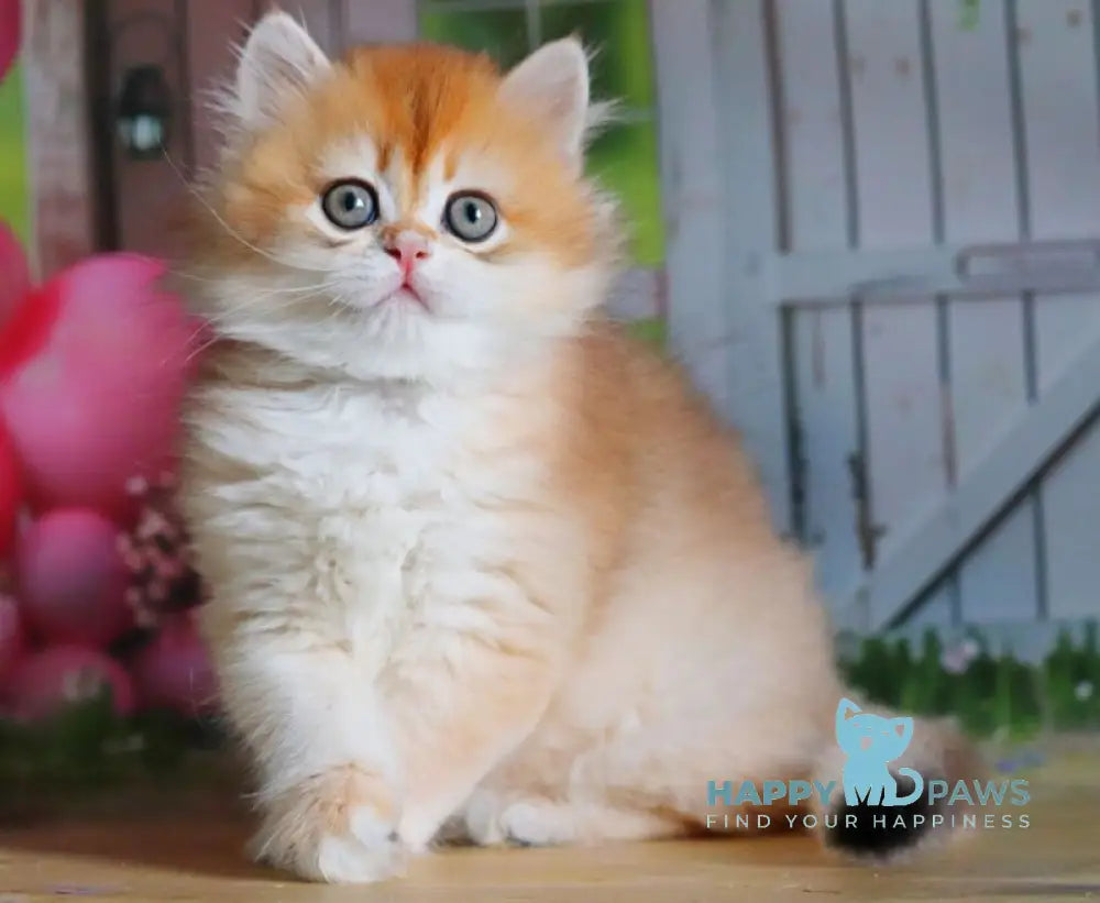 Peter British Shorthair male black golden shaded live animals