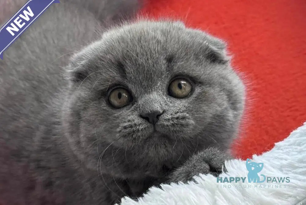 Peter Scottish Fold male blue live animals