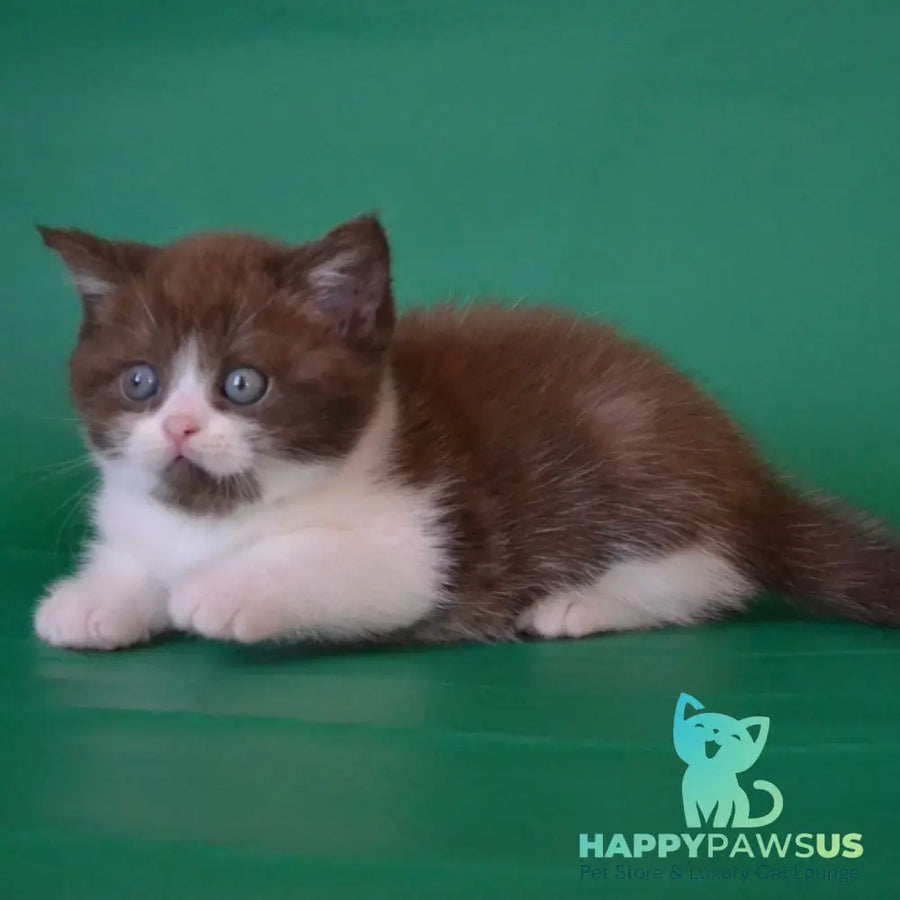 Peter Scottish Straight male chocolate silver bicolour - live animals