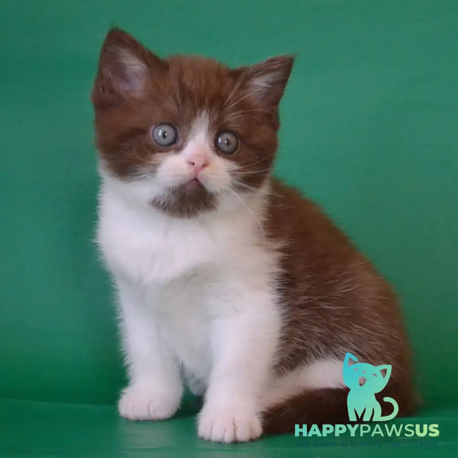 Peter Scottish Straight male chocolate silver bicolour - live animals