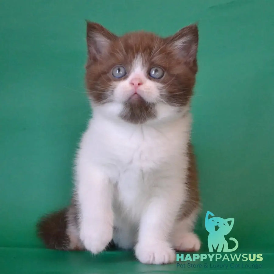 Peter Scottish Straight male chocolate silver bicolour - live animals