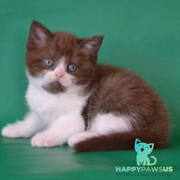 Peter Scottish Straight male chocolate silver bicolour - live animals