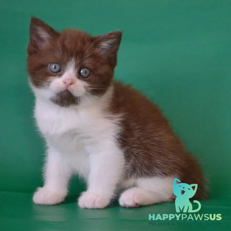 Peter Scottish Straight male chocolate silver bicolour - live animals