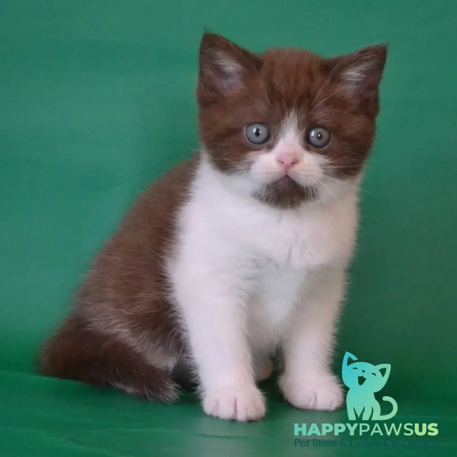 Peter Scottish Straight male chocolate silver bicolour - live animals