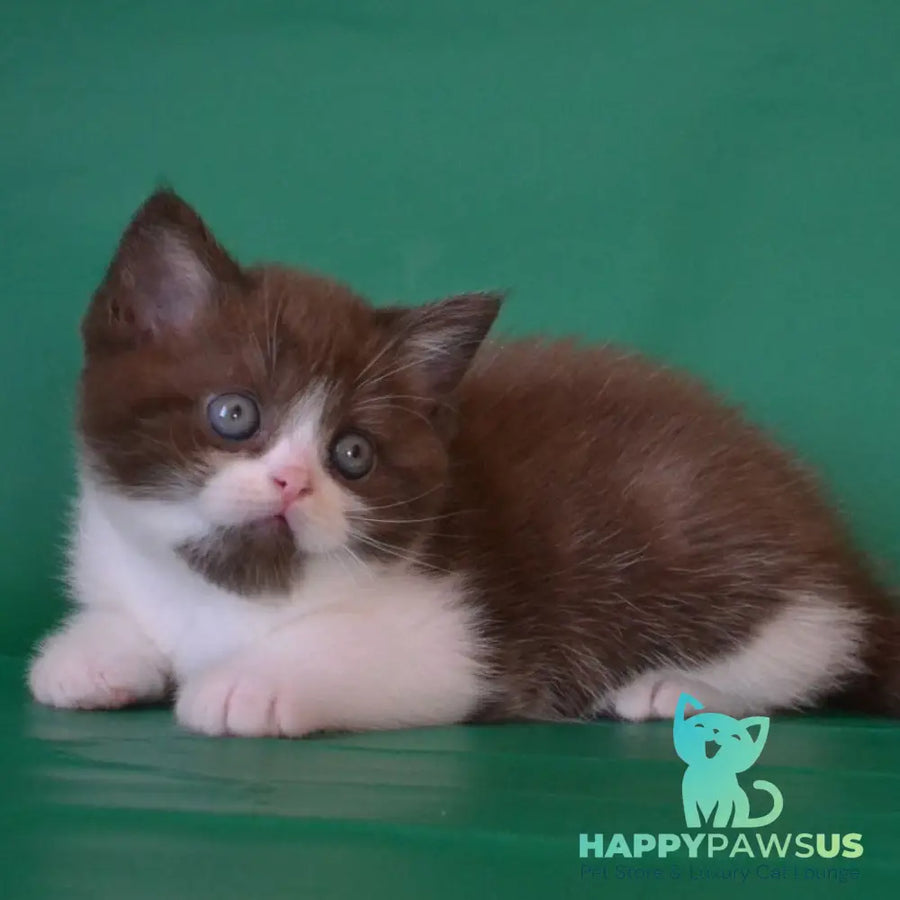 Peter Scottish Straight male chocolate silver bicolour - live animals