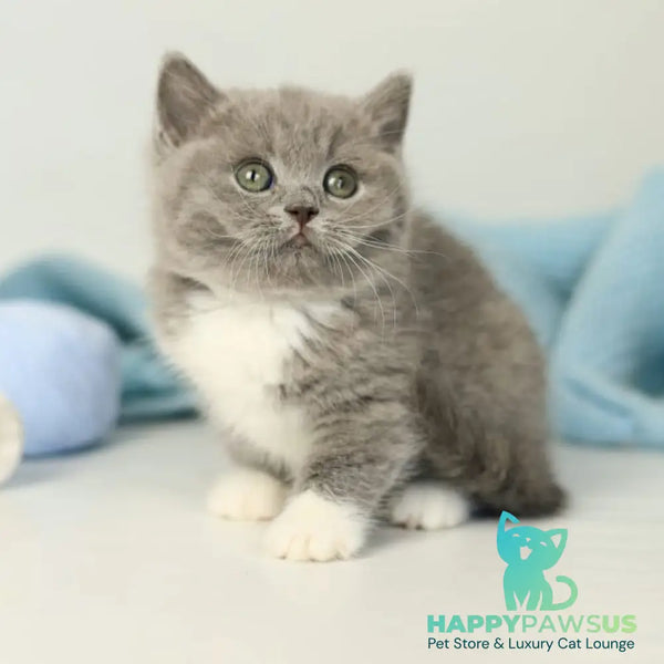Petra British Shorthair female blue bicolour - live animals