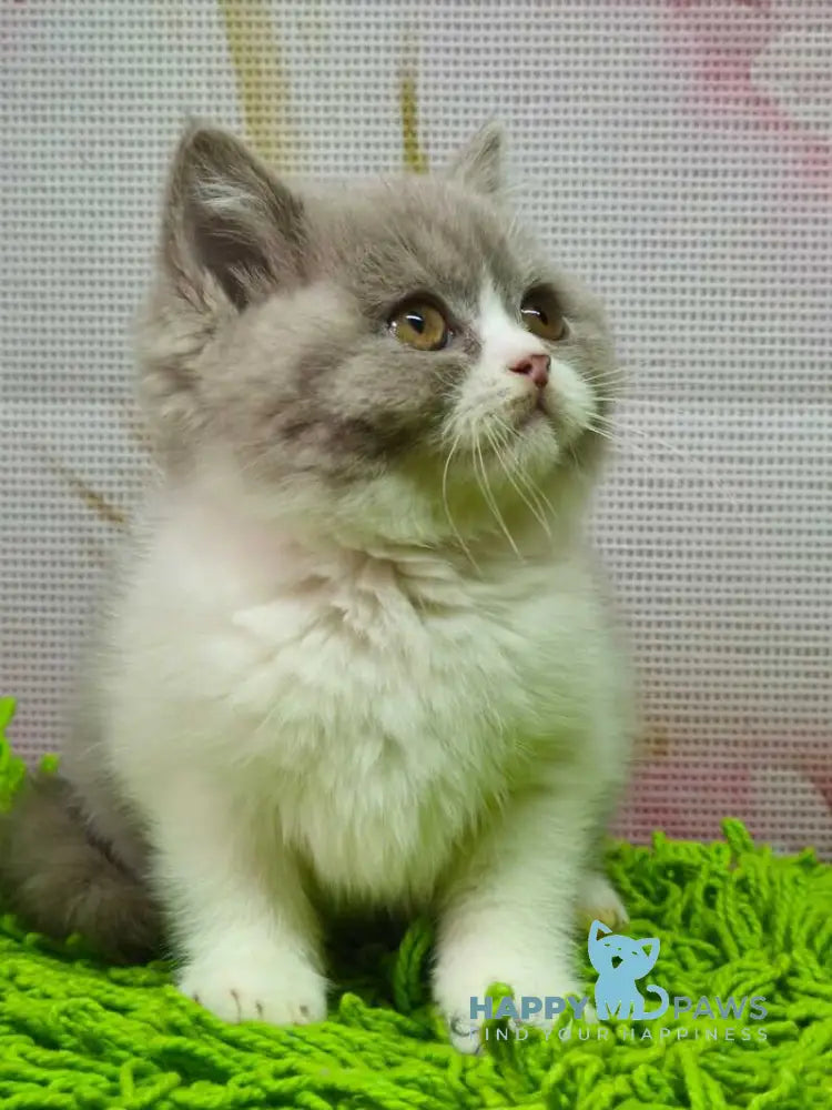 Petra British Shorthair female lilac bicolour live animals