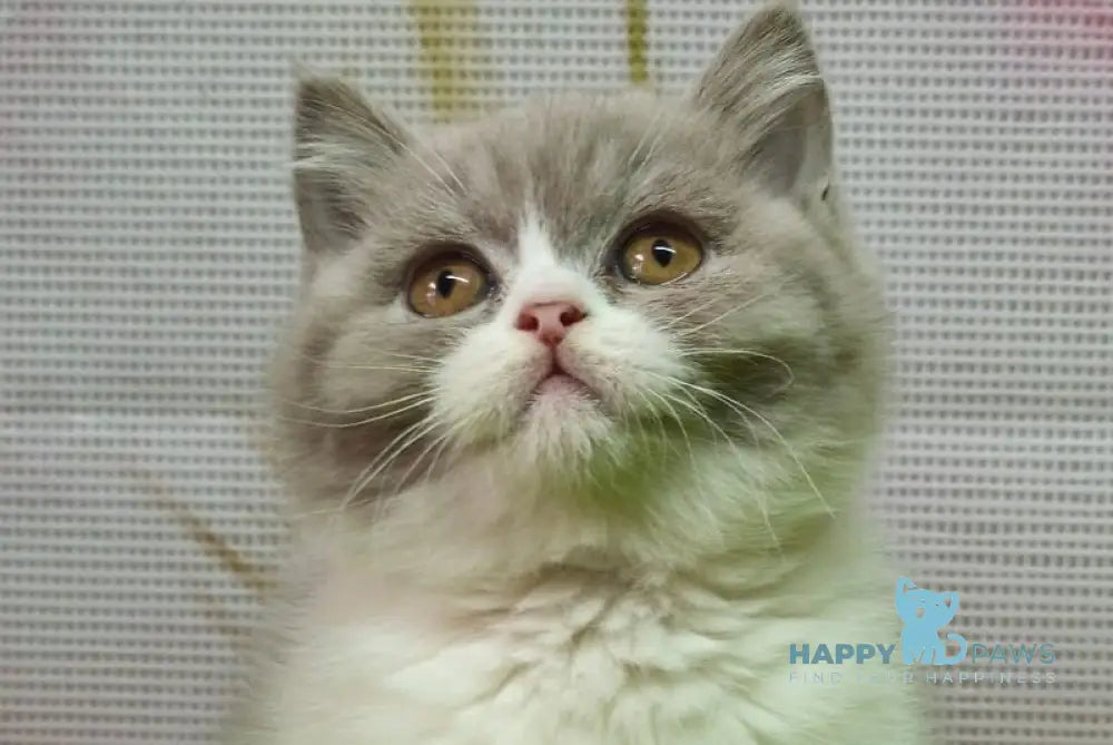 Petra British Shorthair female lilac bicolour live animals