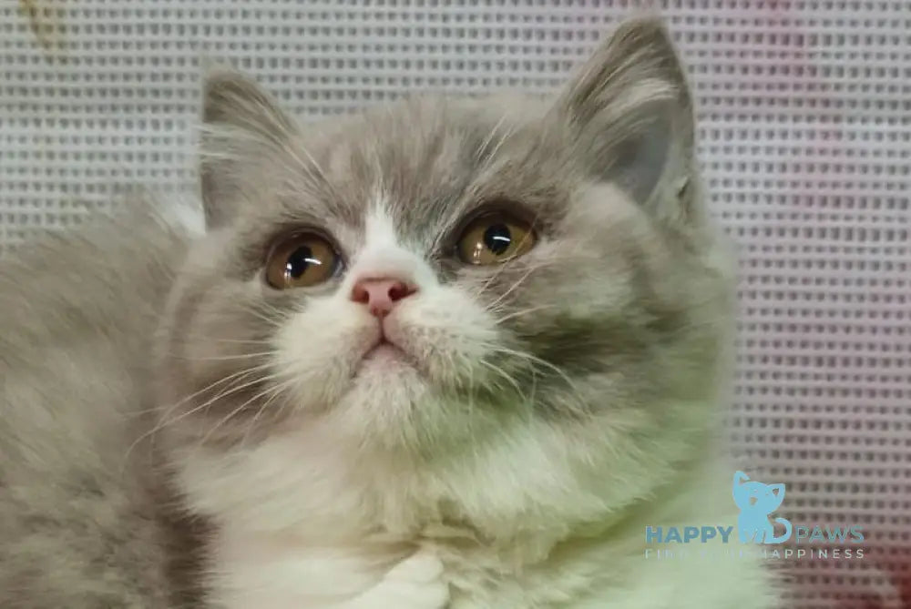 Petra British Shorthair female lilac bicolour live animals