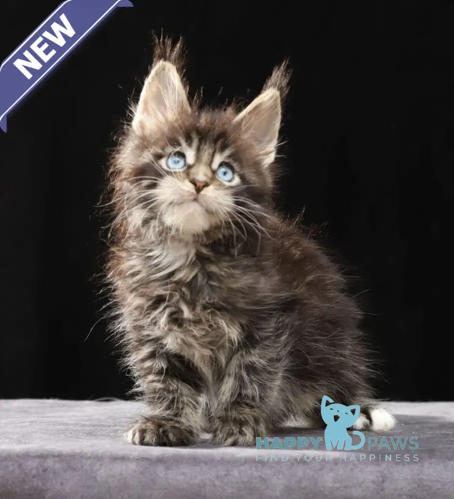 Petra Maine Coon female black tabby with white live animals