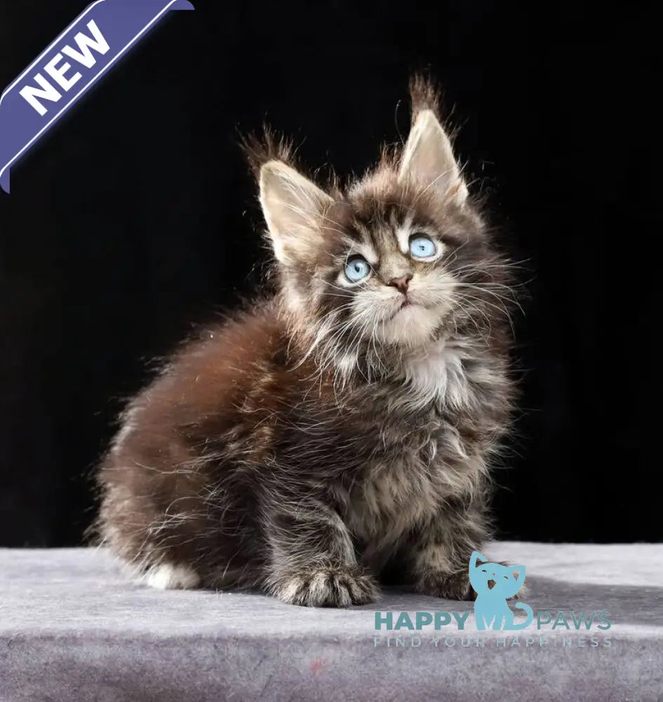 Petra Maine Coon female black tabby with white live animals