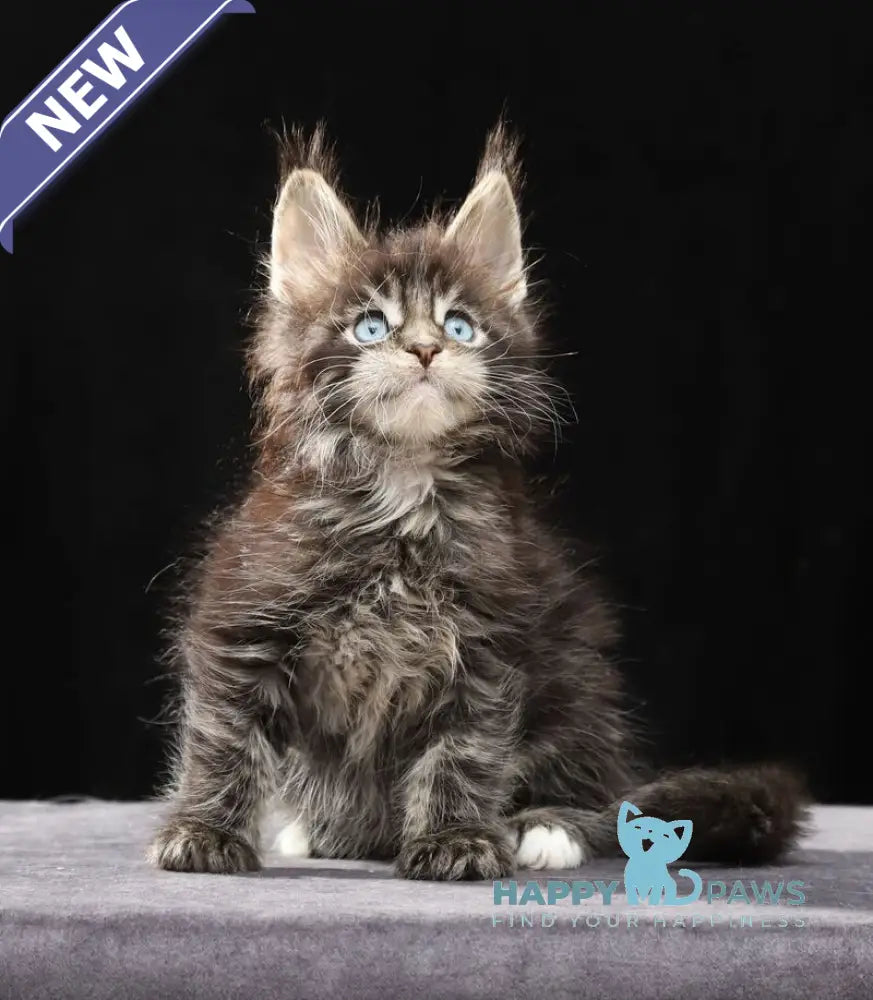 Petra Maine Coon female black tabby with white live animals